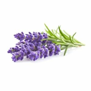 Click and Grow - Smart Garden Refill 3-pack - Lavender (SGR30X3)