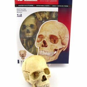 Robetoy - Human Anatomy - Skull (16 cm) (26060)