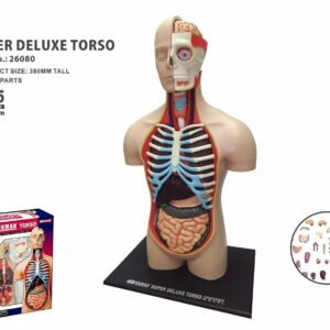 Robetoy - Human Anatomy - Torso Duluxe (40 cm) (26062)